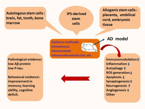 Figure 2 Potential mechanisms of stem cell therapy. The pathological basis of Alzheimer’s disease is neuronal death and the impairment of synaptic transmission, which are concomitant with aberrant Aβ deposits. The transplantation of stem cells derived from bone marrow, adipose tissue, amnion, umbilical cord, or embryonic tissue inhibits neuroinflammation, removes Aβ proteins, and attenuates Tau pathology in the lesion of AD. The comprehensive effect of different mechanisms alleviates neuropathology and improves cognitive deficits in animal models with Alzheimer’s disease.