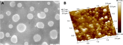 Figure 3 TEM (A) and AFM (B) microphotographs of optimized morin nanoparticulate formulation.Abbreviations: AFM, atomic force microscopy; TEM, transmission electron microscopy.