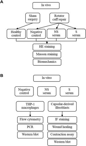 Figure 1 The flowchart of experiments in vivo (A) and in vitro (B).