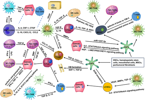 Figure 1 The complex network of interactions between cellular components in TME. In TME, pro-tumor cells promote angiogenesis, ECM remodeling, and immune escape via secreting various cytokines and chemokines, such as VEGF, MMPs, CCL17, CXCL20, and so on. Meanwhile, pro-tumor cells also inhibit the function of anti-tumor cells through the release of several cytokines, such as IL-10, NO, TGF-β, ROS, and so on. The imbalance between pro-tumor strength and anti-tumor strength forms an immunosuppressive TME, which significantly promotes the malignant progression as well as the recurrence, metastasis, and drug resistance of HCC.