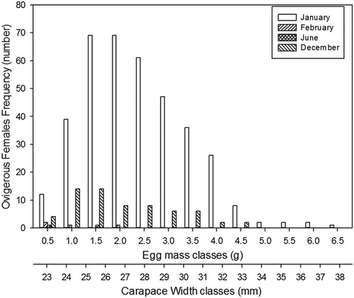 FIGURE 8. Frequency of ovigerous females by carapace width and egg mass weight for C. aestuarii during spawning season.