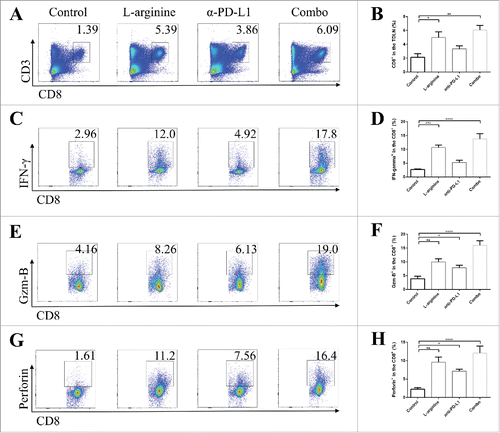 Figure 3. Combined treatment significantly elevated the number and activity of CD8+ T-cells in tumor-draining lymph nodes. (A) Representative data of proportions of CD8+ T-cells in TDLNs. (B) Pooled data of proportions of CD8+ T-cells in TDLNs in different groups. Representative data of proportions of IFN-γ+ (C), granzyme-B+ (E), and perforin+ (G) cells in CD8+ cells from TDLNs. Pooled data of frequencies of IFN-γ+ (D), granzyme-B+ (F), and perforin+ (H) cells in CD8+ cells in TDLNs from different groups. n = 5/group. * P < 0.05, ** P < 0.01, *** P < 0.001, and **** P < 0.0001. Data were presented as mean ± SEM.