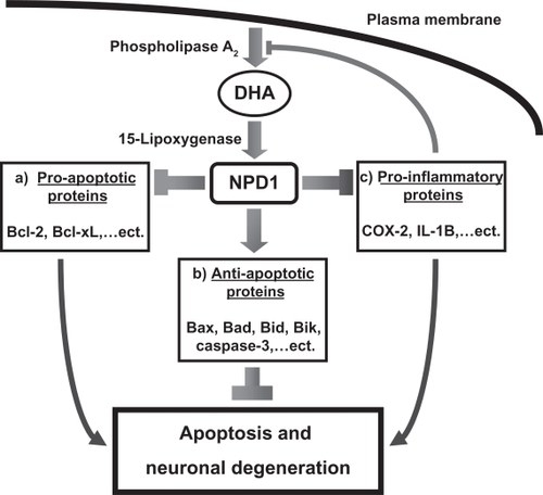 Figure 2 Phospholipase A2 lipoxygenase forms neuroprotectin D1 (NPD1) from membrane bound DHA. Downstream effects of NPD1 include a) down regulation of pro-apoptotic signaling pathways, b) upregulation of the bcl-2 family of anti-apoptotic proteins, c) inhibition of cyclooxygenase mediated production of inflammatory eicosanoids.