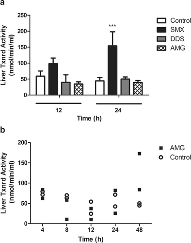 Figure 7.  Hepatic Txnrd activity after treatment with aromatic amine drugs. Thioredoxin reductase activity was increased at both 12 and 24 h after SMX treatment (a) but not with the other two aromatic amine drugs (n = 4; *** p < 0.001). However, a time-course study (b) found that AMG appeared to increase thioredoxin reductase activity 48 h after treatment (n = 2). Rats were treated with 150 mg SMX/kg, 20 mg DDS/kg, or 80 mg AMG/kg before liver samples were taken for activity assay. For timepoints > 24 h, rats were given an additional dose of drug every 24 h.