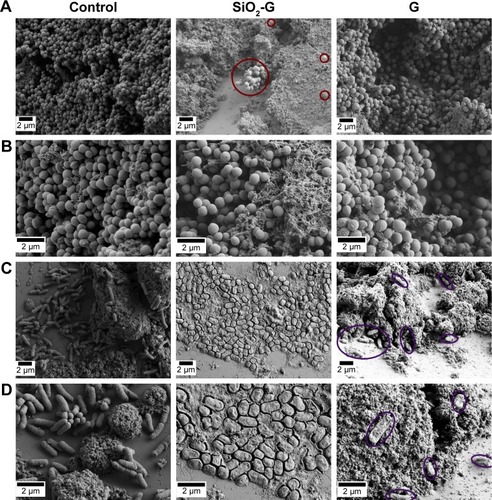 Figure 5 SEM images of the susceptibility of preformed biofilms to the materials tested.Notes: (A, B) MRSA and (C, D) E. coli biofilms formed on the pegs of the CBD in the absence (control) or presence of the SiO2-G nanohybrids or G, respectively, taken at the magnifications of 5,000× (A, C) and 10,000× (B, D). Red circles demonstrate the intact ultrastructure of the MRSA biofilms treated with the SiO2-G nanohybrids. Violet ellipses demonstrate scattered E. coli cells with a slightly deformed ultrastructure in biofilms treated with G.Abbreviations: CBD, Calgary biofilm device; E. coli, Escherichia coli; G, pristine gentamicin; MRSA, methicillin-resistant Staphylococcus aureus; SEM, scanning electron microscope; SiO2-G, silica–gentamicin.