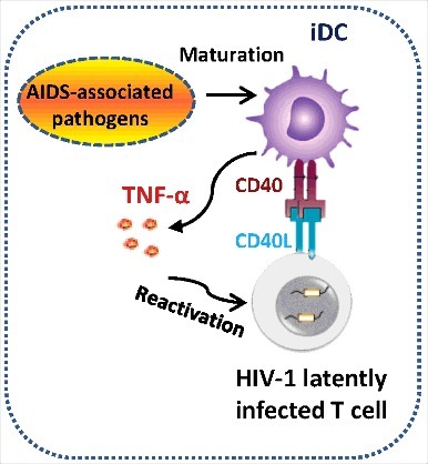 Figure 5. Schematics illustrating the role of DCs in triggering HIV-1 reactivation. AIDS-associated pathogens (such as M. bovis BCG) or bacterial compound LPS mature DCs to secrete TNF-α into the supernatant to reactivate HIV-1 from latency. Alternatively, co-culture with HIV-1 latently infected T cells mature DCs through CD40-CD40L signaling pathway, and these matured DCs secrete TNF-α to activate T cells, allowing HIV-1 reactivation