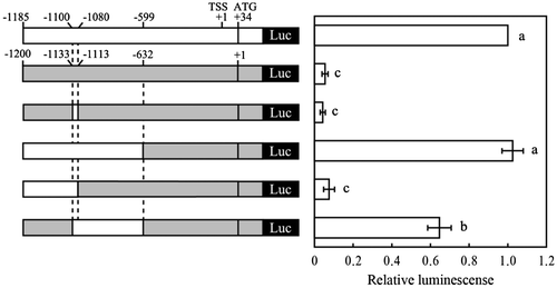 Fig. 2. Replacement analysis of Arabidopsis GMP promoter to acerola GMP promoter.