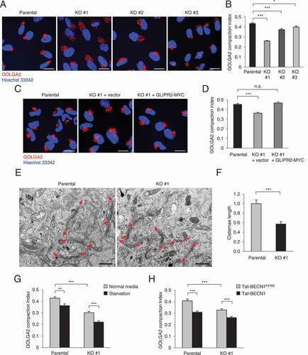 Figure 3. Increased Golgi dispersion in cells with GLIPR2 deletion or exposure to autophagy inducers. (A and B) Representative images of GOLGA2 Golgi marker staining (A) and GOLGA2 compaction index (B) of indicated cells. Bars represent mean ± SEM (150–200 cells per sample). Similar results were observed in three independent experiments. *p < 0.05, ***p < 0.001; one-way ANOVA with Dunnett’s test for multiple comparisons. Scale bars, 20 µm. (C and D) Representative images of GOLGA2 Golgi marker staining (C) and GOLGA2 compaction index (D) of indicated cells. Bars represent mean ± SEM (150–200 cells per sample). Similar results were observed in three independent experiments. n.s., not significant, ***p < 0.001; one-way ANOVA with Dunnett’s test for multiple comparisons. Scale bars, 20 µm. (E) Representative TEM images of indicated cells. Red arrowheads indicate the edges of Golgi cisternae. Scale bars, 2 µm. (F) Quantification of Golgi cisternae length in indicated cells. Bars represent mean ± SEM (10 cell per sample). *** p < 0.001; unpaired, two-tailed t-test. (G and H) GOLGA2 compaction index of indicated cells upon treatment with autophagy-inducing stimuli, including starvation (HBSS, 2 h) (G) or Tat-BECN1 peptide (10 µM, 2 h) (H). Bars represent mean ± SEM (100 cells per sample). Similar results were observed in three independent experiments. **p < 0.01, ***p < 0.001; one-way ANOVA with Tukey’s test for multiple comparisons