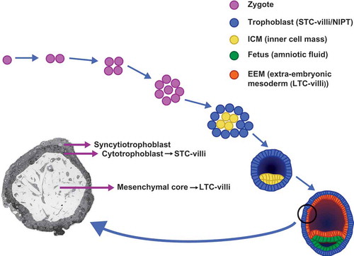 Figure 1. Early embryonic development from zygote to blastocyst. The cytotrophoblast, which is studied in short-term cultured villi (STC-villi) and with NIPT is derived from the trophoblast of the blastocyst, whereas the mesenchymal core, investigated in long-term cultured villi (LTC-villi) originates from the extra-embryonic mesoderm (EEM). Both EEM and fetus are derived from the inner cell mass (ICM) of the blastocyst [Citation5].