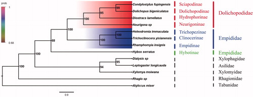 Figure 1. Bayesian phylogenetic tree of 13 Diptera species. The posterior probabilities are labelled at each node.