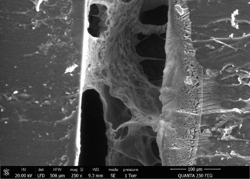 Figure 2. 3D organisation of hepatic cells in macropores (middle part) formed in the microchannel of the biochip (PDMS wall on the left).