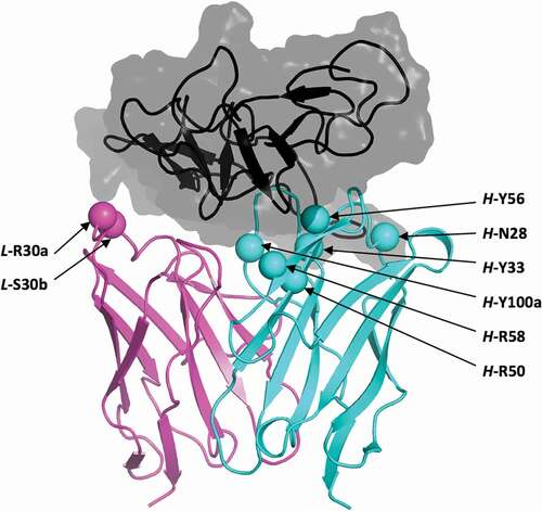 Figure 2. Structural location of selected histidine mutations. Shown is the crystal structure of the parental bH1-Her2 complex (PDB code 3BE1)Citation40 as prepared for molecular simulations. Only the antigen-binding Fv domains of the antibody are shown, and colored cyan and magenta for the heavy and light chains, respectively. Selected positions for mutation to histidine are shown as Cα-sphere models and are labeled. Domain IV (residues C489-N607) of the Her2 antigen including the epitope is rendered as a black ribbon inside a translucent gray molecular surface