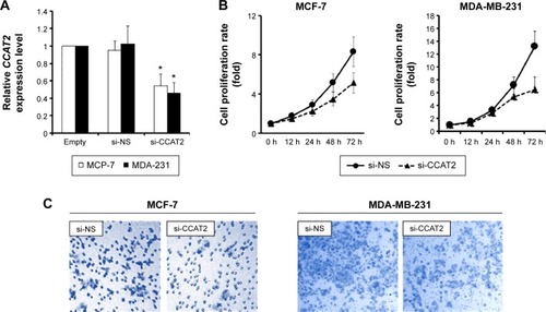Figure 3 Suppressing CCAT2 expression decreases cell proliferation and invasion in vitro.