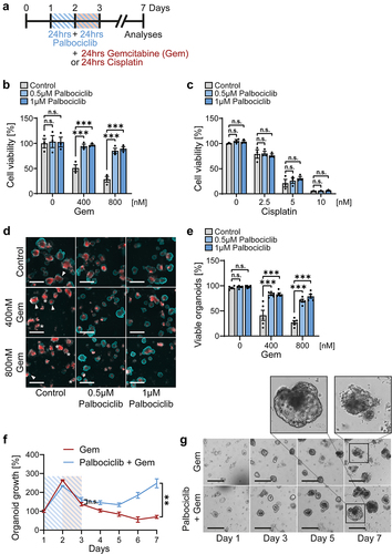 Figure 3. Intestinal organoids are protected against gemcitabine by CDK4/6 inhibition.