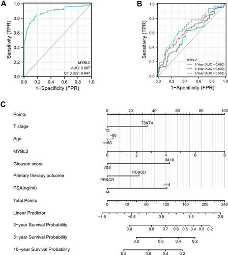Figure 4 Diagnostic value of MYBL2 expression in PRAD. (A) ROC curve of MYBL2 in normal prostate tissue and PCa. (B) Time-dependent ROC curve of MYBL2 in normal prostate tissue and PCa. (C) Nomogram for predicting probability of PCa patients with 3-, 5- and 10-year PFI.