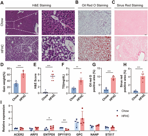 Figure 12 Validation of hub genes in HFHC mice.