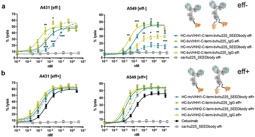 Figure 3. Bivalent NKp30 engagement increases killing potencies of bivalent EGFR binding NKCEs, outperforming cetuximab when concomitantly engaging FcγRIIIa. Cytotoxic capacities of the indicated NKCEs were measured in standard 4 h chromium release assays with A431 (left graph) and A549 (right graph) target cells and NK cells from healthy donors at an E:T ratio of 10:1. Increasing concentrations of the respective (a) eff- or (b) eff+ molecules fused with one (mv, blue) or two (bv, green) B7-H6 competing VHH1 (filled characters and solid lines) or non-competing VHH2 (open characters and dotted lines) sdAbs at the C-terminus of hu255_IgG or hu225_SEEDbody were used. One-armed eff- SEEDbody lacking the NKp30 activating VHH sdAb (oa-hu225_SEEDbody eff-, gray) and cetuximab (black) were used as controls. Mean values ± SEM of 4 independent experiments with different donors are shown, *p < 0.05%, **p ≤ 0.01, ***p ≤ 0.001, mv vs. bv, two-way ANOVA with Šidák-test. Killing potencies are summarized in table 3.