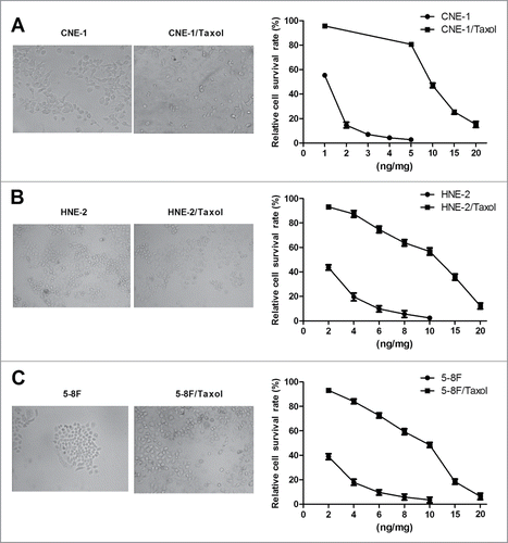 Figure 1. Establishment of paclitaxol-resistant CNE-1/Taxol, HNE-2/Taxol and 5–8F/Taxol cell sublines. Cell morphology of the parental CNE-1, HNE-2 and 5–8F cells and paclitaxol-resistant CNE-1/Taxol (A), HNE-2/Taxol (B) and 5–8F/Taxol (C) cell sublines (left panel). Paclitaxel sensitivity was estimated by MTT assay (right panel). The established CNE-1/Taxol, HNE-2/Taxol and 5–8F/Taxol cell sublines were all high resistant to paclitaxel. (*P value < 0.05).