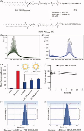 Figure 1. (A) Schematic diagram of conjugation of DSPE-PEG2000-BR2; (B) MALDI-TOF/TOF mass spectra of the DSPE-PEG2000-Mal and (C) MALDI-TOF/TOF mass spectra of the synthesized DSPE-PEG2000-BR2. (D) Effect of BR2 peptide on the cellular uptake of cou6-labeled BR2-modifed liposomes by HepG2 cells after incubation for 3 h at 37 °C. The auto-fluorescence of the cells was applied as control. Data presented as the mean ± SD, n = 3. *p < .05 when compared to Lp/cou6 group. (E) The variations in particle size of Lp/CTD and BR2-Lp/CTD follow the incubation time at 37 °C. The initial CTD concentration was 10 μM in different liposomes and equal volume of FBS was added. (F, G) Representative particle size distribution profile of Lp/CTD and BR2-Lp/CTD.