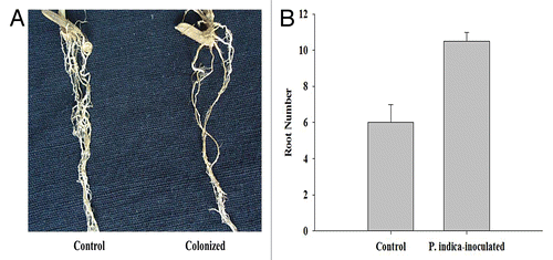 Figure 2.P. indica colonization. (A) Non-inoculated rice roots were thinner when compared with P. indica-inoculated rice roots. Strong, hard, and brownish roots were observed in P. indica-inoculated rice plants. (B) Root number in 25-d-old control plants and those inoculated by P. indica (15 dpi). Root numbers are higher in case of P. indica-inoculated rice. Each column represents the means of 3 measurements ± Standard Error.