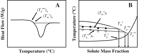Figure 7 Identification of (Tm ′) a , (Tg ′′′) a , Tm ′, Tg ′′′, Tg ′′, or Tg ′ in the state diagram.