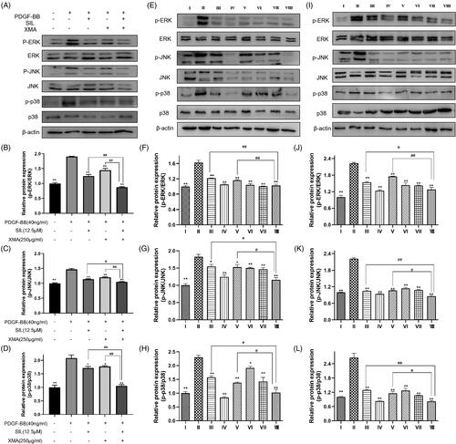 Figure 8. Effects of SIL and XMA administered separately or in combination could inhibit MAPK signalling pathway in vitro and in vivo. (A-D) The expression of p-ERK, ERK, p-JNK, JNK, p-p38MAPK and p38MAPK in PASMCs were assayed by Western blot. The phosphorylated protein bands were standardized to total protein expression bands. Data are presented as the mean ± SEM. *p < 0.05, **p < 0.01 vs. PDGF-BB group; #p < 0.05, ##p < 0.01 vs. SIL+XMA group. (EH) The expression of p-ERK, ERK, p-JNK, JNK, p-p38MAPK and p38MAPK in lung were assayed by Western blot. The phosphorylated protein bands were standardized to total protein expression bands. (I-L) The expression of p-ERK, ERK, p-JNK, JNK, p-p38MAPK and p38MAPK in heart were assayed by Western blot. The phosphorylated protein bands were standardized to total protein expression bands. Group I: control group received saline; Group II: MCT group received MCT(60 mg/kg); Group III: SIL Low group received MCT+SIL at 10 mg/kg/day; Group IV: SIL high group received MCT+SIL at 30 mg/kg/day; Group V: XMA High group received MCT+XMA at 62.9 mg/kg/day; Group VI: SIL(Low)+XMA(Low) group received SIL(10 mg/kg)+XMA at 125.8 mg/kg/day; Group VII: SIL(Low)+XMA(Medium) group received SIL(10 mg/kg)+XMA at 251.6 mg/kg/day; Group VIII: SIL(Low)+XMA(High) group received SIL(10 mg/kg)+XMA at 251.6 mg/kg/day. Data are presented as the mean ± SEM. *p < 0.05,**p < 0.01 vs. Group II; #p < 0.05, ##p < 0.01 vs. Group VIII.