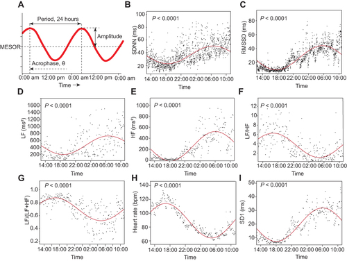 Figure 1 HRV circadian rhythm analysis. Definition of circadian rhythm parameters (A). The 1440 or 288 data points (black dots) extracted from 1-min (SDNN, RMSSD) or 5-min (LF, HF, LF/HF ratio, and LFnu) epochs of 24-hour ECG signals. The red lines are the circadian rhythm fitting curves of SDNN (B), RMSSD(C) and LF(D), HF(E), LF/HF ratio(F), LFnu(G), heart rate(H) and SD1(I) from one individual, respectively. MESOR, M, is a rhythm-adjusted mean that reflects the overall average of the HRV index; A, amplitude, the height of the maximum oscillation to the midline, and double amplitude represents the extent of rhythmic fluctuation within a cycle; θ, acrophase, is the timing of the zenith occurring in each cycle (the reference time point 12:00 AM was set as the value of 0). The significance of the cosine periodic rhythm curves was tested, indicated by the P value (All P < 0.0001).