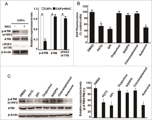 Figure 3. Mitochondria-derived ROS activate the ATM kinase. (A) CAFs were treated with or without NAC (1 mM) for 24 h. Immunoblotting analyses were done with the indicated antibodies. (B) CAFs were treated with PDTC (20 μM), DPI (10 μM), Oxypurinol (100 μM), NADPH (1 mM), Chloramphenicol (300 μM), and Rotenone (1 μM) for 2 h. The intracellular ROS levels were measured in cultures (*, P < 0.05, CAFs treated with inhibitor vs control CAFs). (C) CAFs were treated as in B. Western blots was done with the indicated antibodies (*, P < 0.05, CAFs treated with inhibitor vs control CAFs).