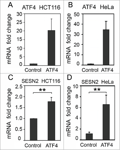 Figure 4. The effect of ATF4 overexpression on SESN2 mRNA levels. ATF4 (A, B) and SESN2 (C, D) mRNA fold changes in HCT116 (A, C) and HeLa (B, D) cells with ectopic expression of ATF4 mRNA (ATF4) or transfected with a control empty vector (Control). The data was obtained by RT-qPCR and normalized to 18S rRNA. The means and standard deviations on the basis of 3 independent experiments are presented. Student's t-test was used to analyze statistical significance (*P < 0.05, **P<0.01, ***P< 0.001).