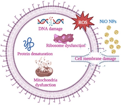 Figure 8. The proposed antibacterial mechanism of NiO NPs.