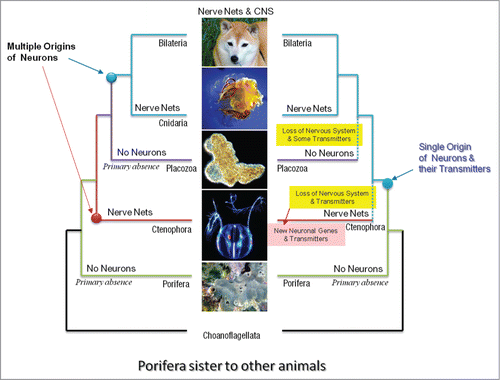 Figure 2. Two alternative scenarios of neuronal evolution (Porifera-basal hypothesis). The polyphyly or multiple origins of neurons as the example of convergent evolution (left). There is a primary absence of neurons in sponges; independent origins of neurons in both ctenophora and cnidaria-bilateria clade. Monophyly or the single-origin hypotheses implies (as in Fig. 1) loss of neural systems in ctenophores and placozoans as well as massive loss of many molecular components involved in neurogenesis and synaptic functions (right). The monophyly hypothesis also implies the independent recruitment of novel molecular components involved in neural and synaptic functions in Ctenophora - the situation which still suggests the extensive parallel evolution of neural organization in this animal lineage. Here, ctenophores are considered as the second branching animal clade; whereas sponges are viewed as sister to other animals (see Fig. 1 for the alternative phylogeny).