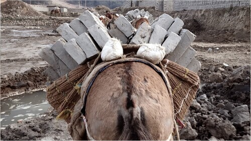 FIGURE 8. Mules working in a brick factory, Kathmandu Valley, Nepal.