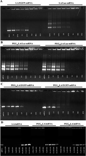 Figure 2. Agarose gel electrophoresis assay to evaluate the ability of EGFP and luciferase mRNA binding (A–C) and release (D) of the non-PEGylated and PEGylated peptide vectors. For mRNA binding, peptides/mRNA self-assemblies were prepared from a 0.5:1 to 15:1 ratio (w/w). For mRNA release, peptides/luciferase mRNA self-assemblies were prepared at a 5:1 ratio (w/w) and different concentrations of sodium dodecyl sulfate (SDS) solutions were added to dissociate luciferase mRNA from the self-assemblies. Unbound mRNA and peptide/mRNA self-assemblies without SDS treatment were used as controls. Electrophoresis was carried out at 140 V for 40 min, and the gel was visualized under UV illumination.