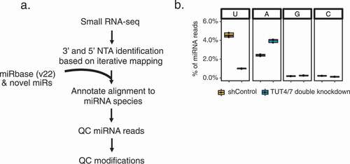 Figure 1. Identification of non-templated additions (NTAs) of miRNAs