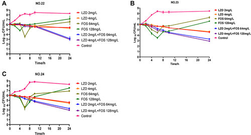 Figure 1 Static time-kill assays displaying the activity of linezolid, fosfomycin and their combination against Enterococcus. NO.22 (A), NO.23 (B), and NO.24 (C); Control: no drug.