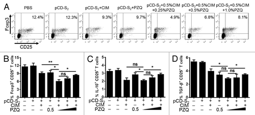 Figure 6. Effects of the combination of CIM and PZQ as adjuvants on regulatory T cells. WT C57BL/6 mice were immunized 3 times with the plasmid pCD-S2 in the presence or absence of CIM or PZQ, or both of them, respectively. Seven days after the final immunization, single splenocytes were prepared from different groups and stained with fluorescence-labeled monoclonal antibodies against CD4, CD25, Foxp3, IL-10, and TGF-β. The percentage of Foxp3 in CD4+CD25+ T cells (A, B), IL-10 in CD4+CD25+ T cells (C), and TGF-β in CD4+CD25+ T cells (D) is analyzed by flow cytometer. Data are shown means ± SEM and represent one of 3 independent experiments. *P < 0.05 and **P < 0.01 (unpaired Student’s t test).