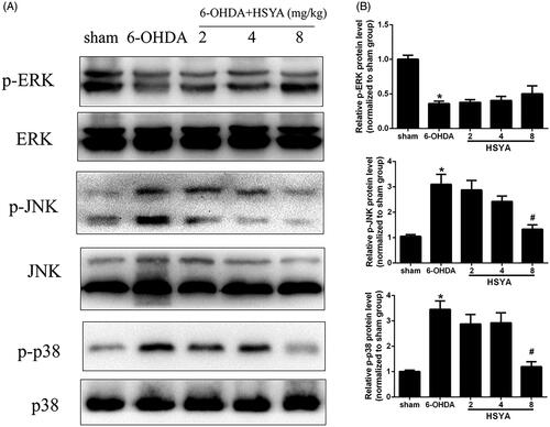 Figure 5. Effect of HSYA on the levels of p-ERK, p-JNK, and p-p38 in PD mice model. C57BL/6 mice were intraperitoneally injected with 2 μL of 6-OHDA (3 μg/μL) into the right STR in the presence or absence of HSYA. After injection, western blotting analysis was performed to evaluate the levels of ERK, p-ERK, JNK, p-JNK, p38 and p-p38 in the SN (A). The graph bars show the levels of p-JNK, p-p38 and p-ERK normalized to those observed in the sham group (B). The data are presented as the means ± S.E.M (n = 5 in each group). *p < 0.05 vs. sham group; #p < 0.05 vs. 6-OHDA group.