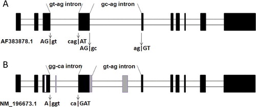 Figure 2. Schematic representation of the alternative splicing in the GC-AG intron (intron-4) of the rice SSII-1 gene. (A) SSII-1 gene with accession number AF383878.1 and (B) SSII-1 gene with accession number NM_196673.1.