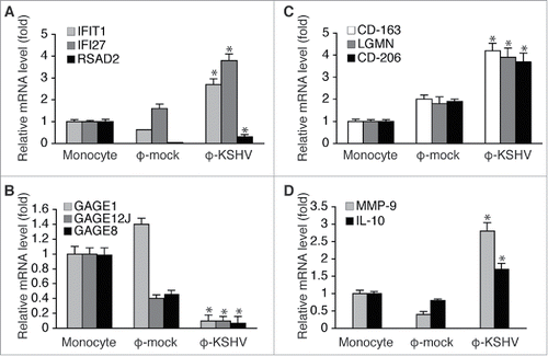 Figure 6. Validation of RNA-seq data by qRT-PCR. A, mRNA levels of IFIT1, IFI27, and RSAD2, which are 3 of the 10 most upregulated transcripts in φ-KSHV, in the same RNA samples from un-treated monocytes, φ-mock, and φ-KSHV that were used for RNA-seq analysis. B, mRNA levels of GAGE1, GAGE12J, and GAGE8, 3 of the 10 most downregulated transcripts φ-KSHV, in the RNA samples described in A. C, mRNA levels of TAMs-specific markers LGMN, CD-163, and CD-206 in the RNA samples described in A. D, mRNA levels of MMP-9 and IL-10 in the RNA samples described in A. Differences between φ-mock and φ-KSHV with a P value < 0.05 are marked with a star.