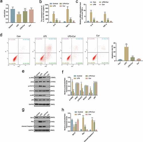 Figure 2. Curcumin Ameliorated LPS-Induced inflammatory response of HK-2 cells via JAK2/STAT3 and NF-κB.