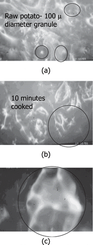 Figure 6 Pictures of (a) raw potato sample, (b) same potato sample after 10 minutes of cooking in boiling water, and (c) an enlargement (three times) of detail in (b). Pictures taken with Metallurgical microscope, Model ML-MET (Meiji Labax Co. Ltd, Tokyo, Japan).