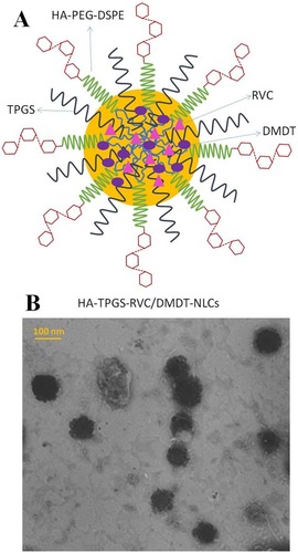 Figure 1 The sketch diagram (A) and TEM image (B) of HA-TPGS-RVC/DMDT-NLCs. -poly(ethylene glycol)-distearoyl phosphoethanolamine (HA-PEG-DSPE) modified and (TPGS) contained (NLCs) were prepared loading (RPV) and (DMDT).