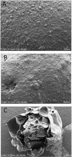 Figure 3. Apparent structure of immobilized granules: (A) sodium alginate immobilized granule; (B) sodium alginate-attapulgite immobilized granule; and (C) sodium alginate–attapulgite–calcium carbonate immobilized granule.