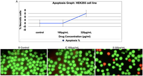 Figure 2. Acridine Orange/ethidium Bromide (AO/EB) staining assay to detect apoptosis.Figure 2 A, B, C and D : Apoptosis study of Prakasine. The apoptosis study of Prakasine reveals that the Prakasine does not induce significant apoptosis in HEK293 cell line experiments with negligible necrotic cells in 320µg/mL PRK-NP dosage might be due to DMSO. Viable cells _ Green fluorescence. Necrotic cells with orange stain (short arrow), Late apoptotic cells with yellow green staining (Long arrow)