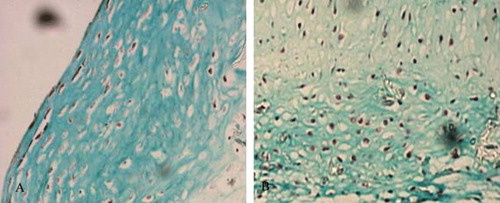 Figure 7.  Massion strain of some specimens in vitro for 8 weeks. A: co-culture group; B: Chondrocyte group.