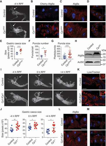 Figure 3. Loss of Cp1 alters autophagy in the midgut. (A) Morphology from control (Mex-GAL4/+; pmCherry-Atg8a/+) and Cp1Ri knockdown (Mex-GAL4/UAS-Cp1 GD RNAi; pmCherry-Atg8a/+) midguts from −4 h RPF shows larger size gastric caeca (arrows). Scale bar: 200 μm. (B) The knockdown of Cp1Ri has increased mCherry-Atg8a-marked autophagic vesicles (red) in the larval midguts at −4 h RPF compared to controls. DNA is stained by Hoechst (blue). Scale bar: 50 μm. (C) The Atg8a immunostaining (red) of midguts at −4 h RPF shows that Cp1Ri has enlarged Atg8a vesicles compared to controls. DNA is stained by Hoechst (blue). Scale bar: 20 μm. (D) Orthogonal Projection of Atg8a staining shows abnormal vesicles in the Cp1Ri. (E) Quantification of gastric caeca size from (A) (average pixels ± SD, **** p < 0.0001). (F) Quantification of Cherry-Atg8a puncta number from (B) (average ± SD, * p = 0.0156). (G) Quantification of Cherry-Atg8a puncta size from (B) (average ± SD, **** p < 0.0001). (H) Immunoblot analysis of protein lysates from control and Cp1 knockdown midguts at −4 h RPF shows increased level of Atg8a in Cp1 knockdown compared to control with Act5C as load control. (I) Morphology from control (Cp1−/+) and Cp1−/Cp1− midguts from −4, 0 and +4 h RPF shows increased size of midgut and gastric caeca in the Cp1−/Cp1− mutants (arrows). Scale bar: 200 μm. (J) Quantification of gastric caeca size from (I) (average pixels ± SD, −4 h RPF ** p = 0.0018, 0 h RPF * p = 0.0202, +4 h RPF *p = 0.0133). (K) LysoTracker Red staining (red) of midguts at −4 h RPF shows that Cp1−/Cp1− has enlarged vesicles compared to controls (Cp1−/+), inset is enlarged section. DNA is stained by Hoechst (blue). Scale bar: 20 μm. (L) The Atg8a immunostaining (red) of midguts at −4 h RPF shows that Cp1−/Cp1− has enlarged Atg8a vesicles compared to controls (Cp1−/+). DNA is stained by Hoechst (blue). Scale bar: 20 μm. (M) Orthogonal Projection of Atg8a staining shows abnormal vesicles in the Cp1−/Cp1− mutant