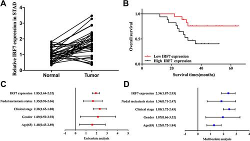 Figure 12 Validation of the expression and prognostic value of IRF7 in STAD. (A) The relative expression of IRF7 in STAD tissues and normal tissues. (B) The overall survival in STAD patients with high and low expression of IRF7. (C and D) Univariate and multivariate analysis of IRF7 and clinical characters in STAD.