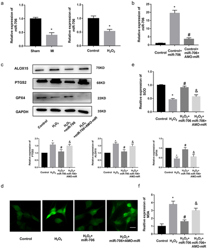 Figure 4. miR-706 is the regulator of MI. (a) Real-time PCR results of miR-706 expression in MI models. *P < 0.05 vs Control/Sham group. n = 6. (b) Real-time PCR results of miR-706 expression in miRNA interference groups. *P < 0.05 vs Control group. #P < 0.05 vs Control+miR-706 group. n = 6. (c) Western blot results of Ptgs2, Alox15 and Gpx4 expression in miR-706 overexpression or inhibition groups. n = 6. (d) ROS staining results of cardiomyocytes in miR-706 overexpression or inhibition groups. n = 6. (e-f) Detection of SOD and MDA levels in miR-706 overexpression or inhibition groups. *P < 0.05 vs Control group, #P < 0.05 vs H2O2 group, &P < 0.05 vs H2O2+ miR-706 group. n = 6. Scale bars; 25 μm.