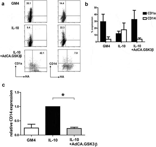 Figure 4. Constitutively active GSK3β renders MoDC resistant to the suppressive effects of IL-10 during maturation. (a) Representative FACS dot plots showing the expression of CD14 and HA-tagged GSK3β in un-transduced MoDC and adenovirally transduced MoDC (Ad-CA.GSK3β) matured (by a cocktail of IL-6, PGE2, IL-1β, and TNFα) in the absence or presence of IL-10. Percentages of CD14+ cells are indicated; NB: in the two lower dot plots percentages CD14+ cells of transduced MoDC (i.e. HA+) are listed. (b) Expression of CD1a (black bars) and CD14 (white bars) on MoDC, matured in the absence or presence of IL-10, the latter also for transduced MoDC (Ad-CA.GSK3β or Ad-LUC), expressing constitutively active GSK3β. Shown are means ±SD from 4 experiments. (c) Overview of the relative percentages of cells expressing CD14 in control MoDC (set at 100%) and IL-10 exposed MoDC, un-transduced or transduced by Ad-CA.GSK3β. Shown are means ±SD from 4 experiment. Significance shown as * = P < .05, ** = P < .01 and *** P < .001.