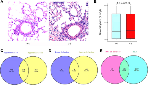 Figure 1 (A) The representative images of hematoxylin-eosin (HE) stain in mouse lung tissues (×400). (B) The methylation level (%) in wild-type (WT) and cigarette smoke (CS) groups. The medians with interquartile ranges (IQRs) for the WT and CS groups were 0.243 (0.733) and 0.27 (0.726) respectively. (C) Venn diagram of DMGs between WT and CS groups. (D) Venn diagram of the differentially methylated genes (DMGs) in promoter. (E) Venn diagram of intersection between DMGs in promoter and differentially expressed genes (DEGs).